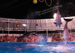 ночное шоу дельфинарий бердянск