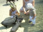 бердянский зоопарк сафари